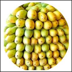 "Mangoes - Pedda Rasalu - 5 kgs - Click here to View more details about this Product